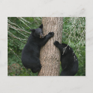 Carte Postale deux ours dans un arbre