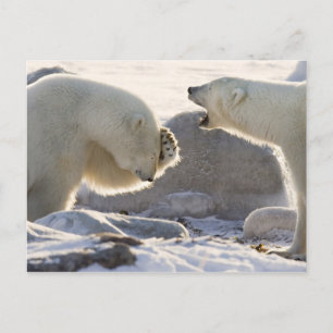 Carte Postale Deux ours polaires