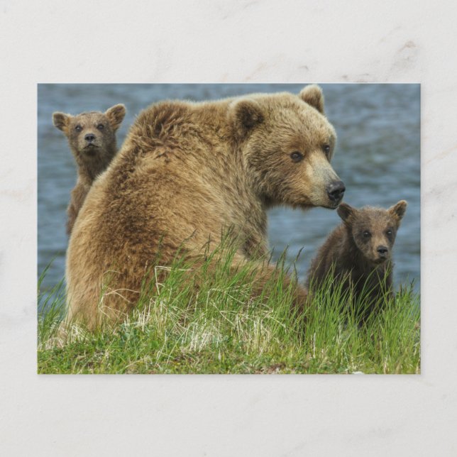 Carte Postale Deux oursons bruns avec leur mère au bord de l'eau (Devant)