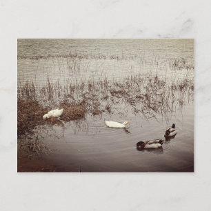 Carte Postale Deux paires de canards