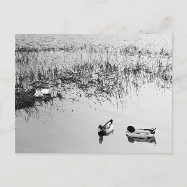 Carte Postale Deux paires de canards en noir et blanc (Devant)