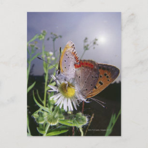 Carte Postale Deux papillons s'accouplent sur une fleur, gros pl