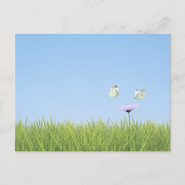Carte Postale Deux papillons survolent la fleur (Devant)