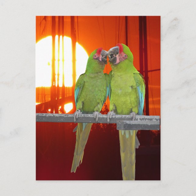 Carte Postale Deux perroquets verts coucher de soleil do-it-your (Devant)
