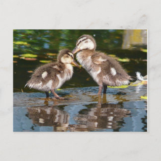 Carte Postale Deux petits canards