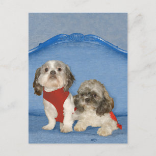 Carte Postale Deux Petits Chiens de Sauvetage Shih Tzu