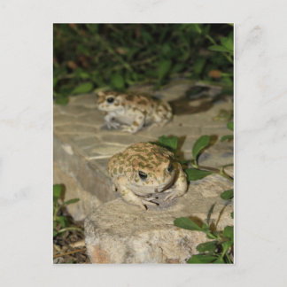 Carte Postale Deux petits crapauds - imprimé grenouille verte