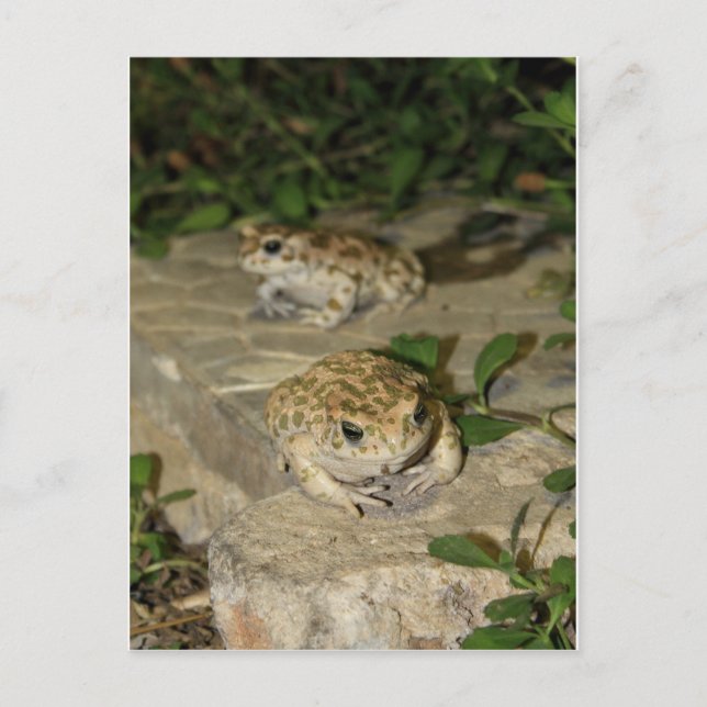 Carte Postale Deux petits crapauds - imprimé grenouille verte (Devant)