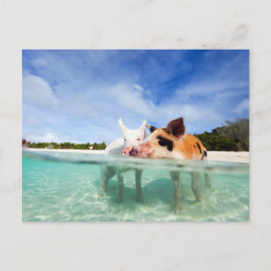 Carte Postale Deux petits porcelets