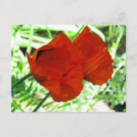 Deux photos de fleurs de pavot orientaux