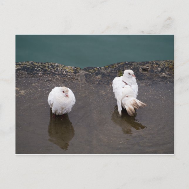 Carte Postale Deux pigeons blancs dans une flaque (Devant)