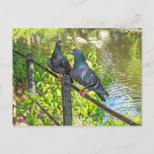 Carte Postale Deux pigeons. Lac Roath Park, Cardiff, Pays de Gal