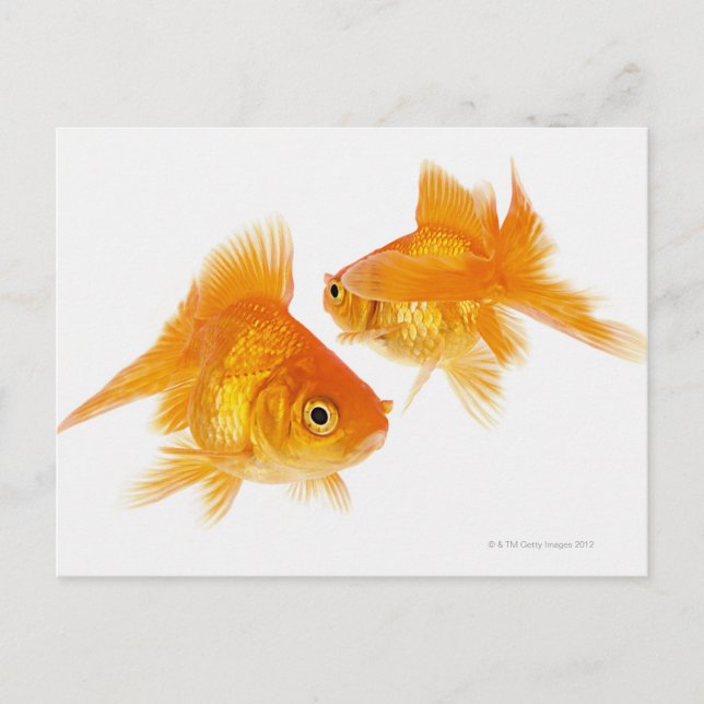 Carte Postale Deux Poissons D'Or Se Traversant Les Uns Les Autre (Devant)