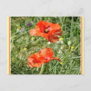 Carte Postale Deux Poppies rouges Fleurs sauvages do-it-yourself