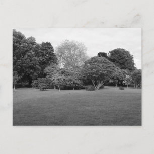 Carte Postale Deux pour la joie