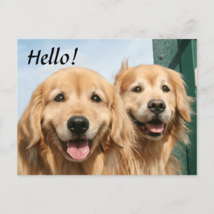 Carte Postale Deux Récupérateurs dorés souriants Bonjour