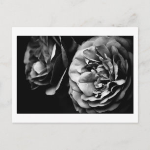 Carte Postale deux roses