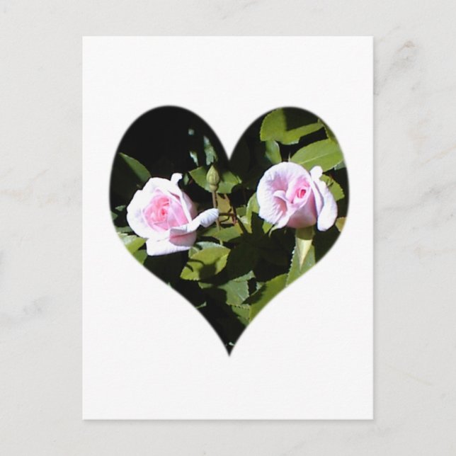 Carte Postale Deux roses roses dans le coeur (Devant)