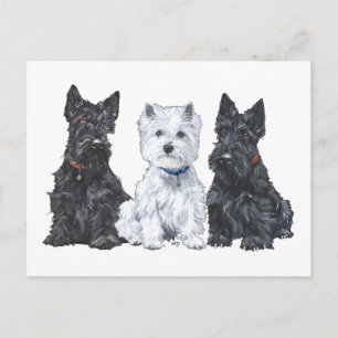 Carte Postale Deux Scotties et un Westie