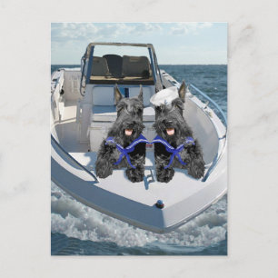 Carte Postale Deux Scotties sur le bateau