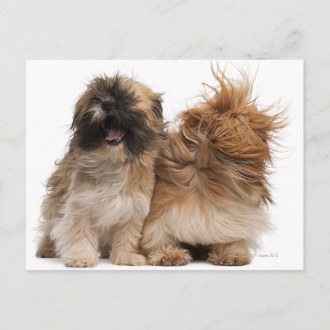 Carte Postale Deux Shih-Tzus au vent (Devant)
