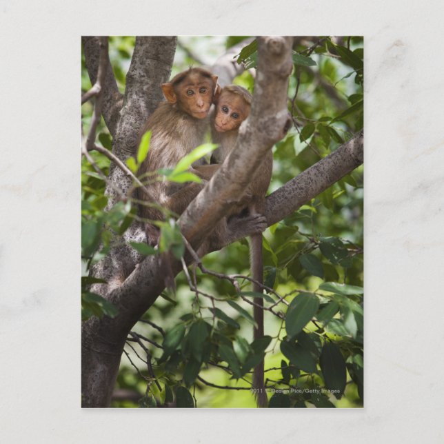 Carte Postale Deux Singes Dans Un Arbre (Devant)