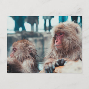 Carte Postale Deux singes de la neige à Nagano, Japon