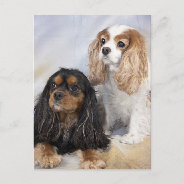 Carte Postale Deux Teckels Cavalier King Charles (Devant)