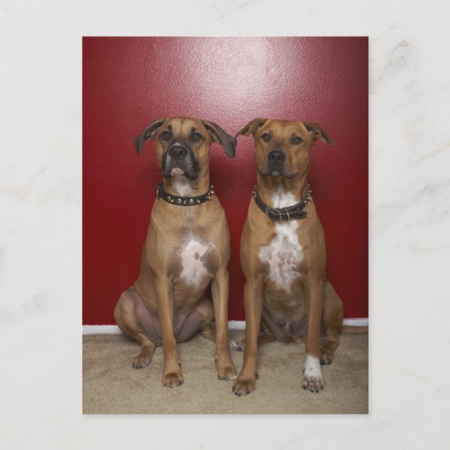 Carte Postale Deux terriers américains de stanford assis (Devant)