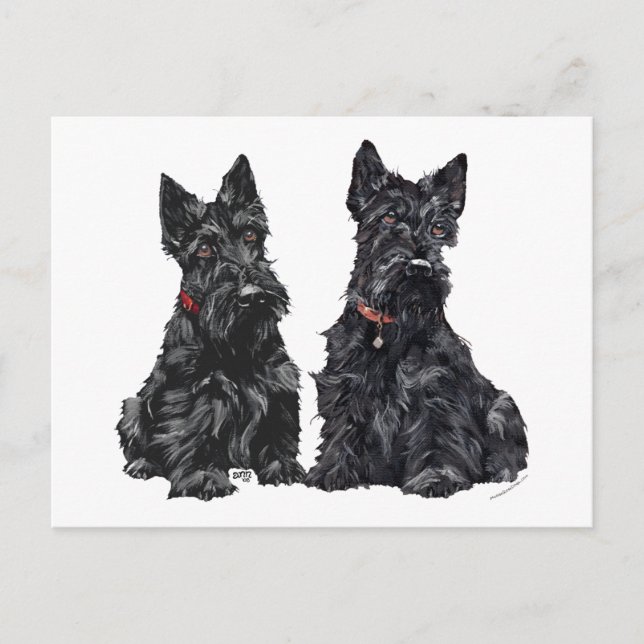 Carte Postale Deux Terriers écossais noirs (Devant)