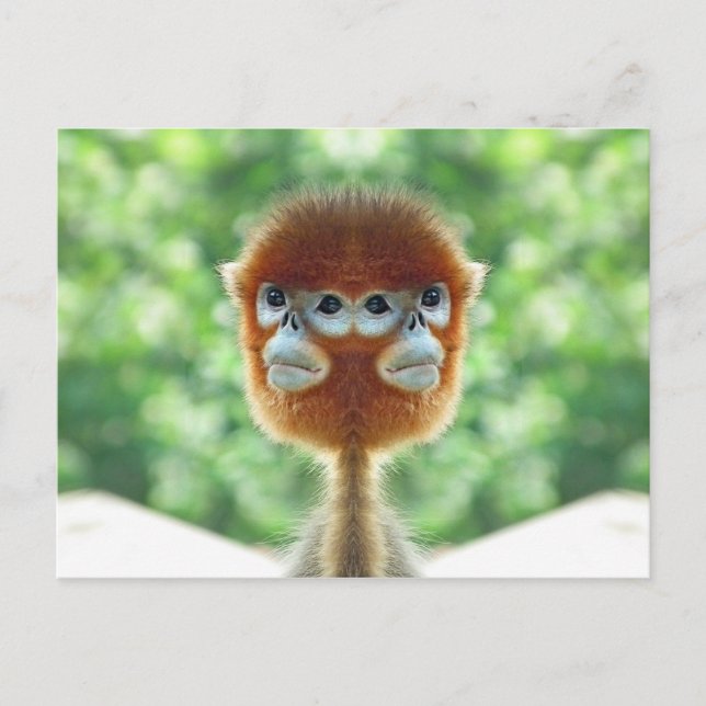 Carte Postale Deux têtes Bébé Singe (Devant)