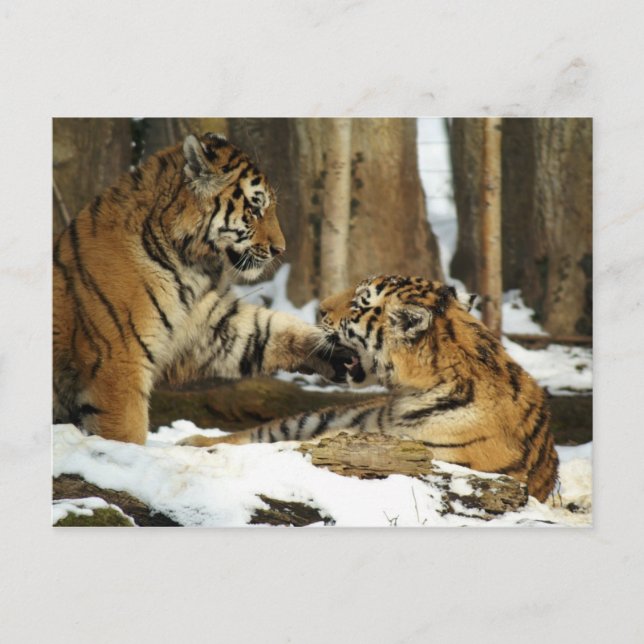 Carte Postale Deux tigres (Devant)