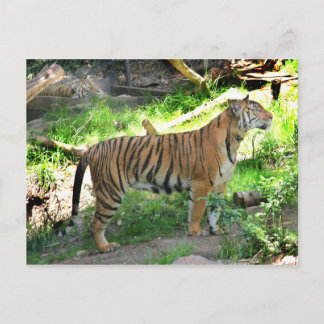 Carte Postale Deux tigres au zoo de San Diego