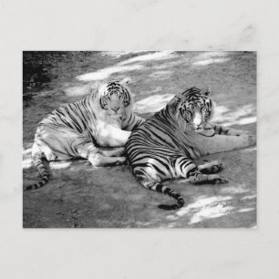 Carte Postale Deux Tigres Photographie Noir et Blanc