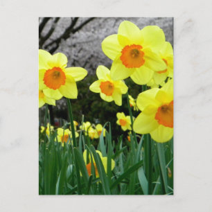 Carte Postale Deux tons