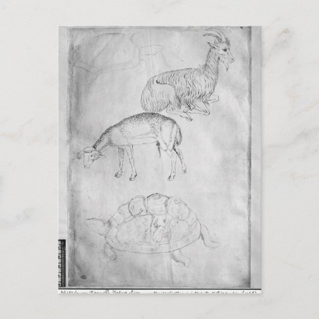 Carte Postale Deux tortues, chèvre et mouton (Devant)