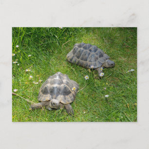 Carte Postale Deux tortues dans de l'herbe verte