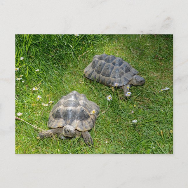 Carte Postale Deux tortues dans de l'herbe verte (Devant)