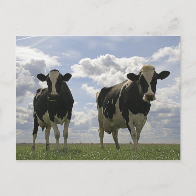 Carte Postale Deux vaches frisonnes (Devant)
