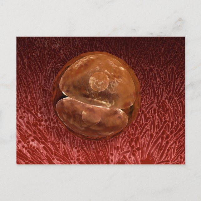 Carte Postale Développement de Zygote : 24-36 Heures (Devant)