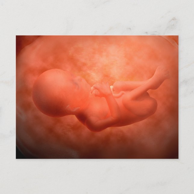 Carte Postale Développement Du Foetus À 24 Semaines (Devant)