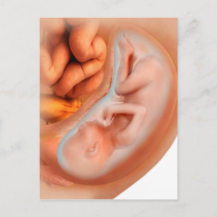 Carte Postale Développement Du Foetus À 36 Semaines
