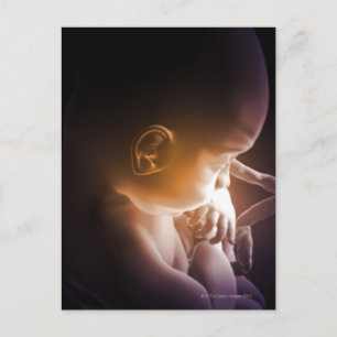 Carte Postale Développement embryonnaire 5