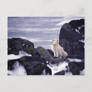 Carte Postale Déversement de pétrole de Pribilof Island, M/V Cit