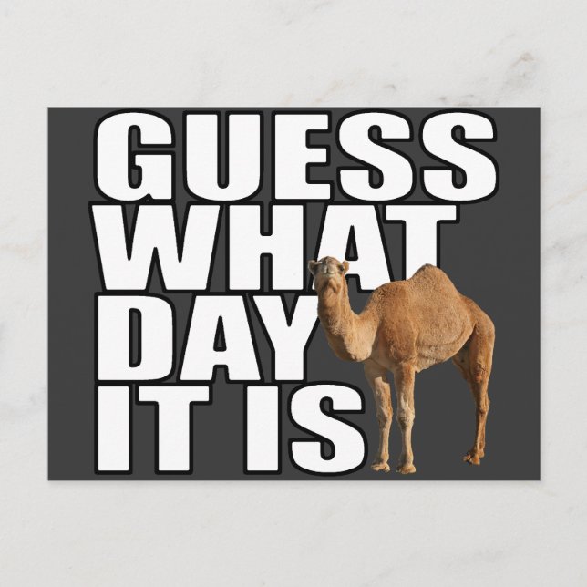 Carte Postale Devinez Quel Jour C'Est Hump Day Camel (Devant)