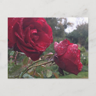 Carte Postale Dew Drop
