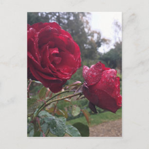 Carte Postale Dew Drop