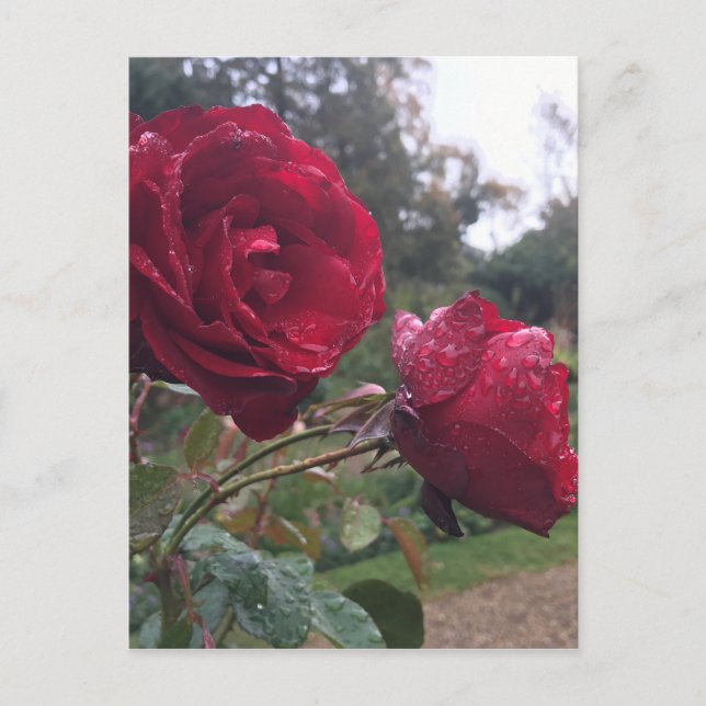 Carte Postale Dew Drop (Devant)