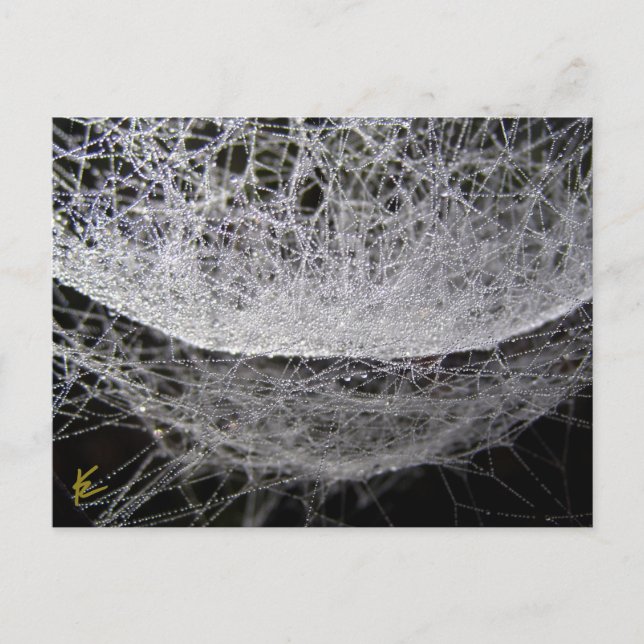 Carte Postale Dew Drop Water Hammock Spider Web (Devant)