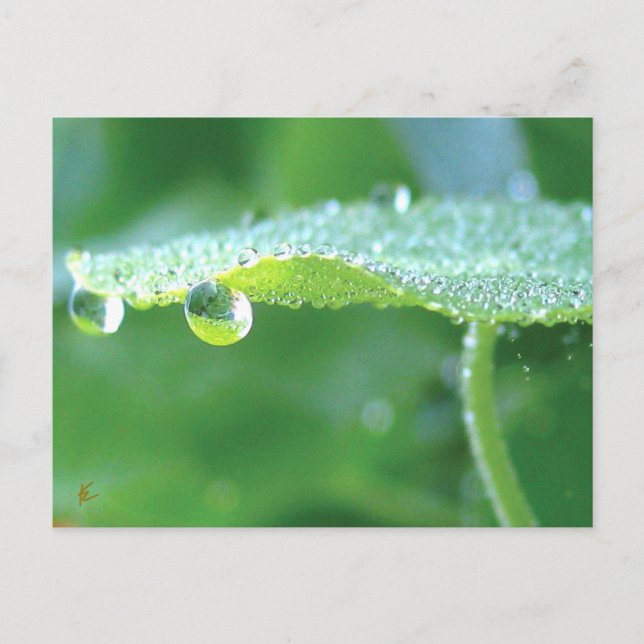 Carte Postale Dew Drops on Green Leaf Story in Nature (Devant)